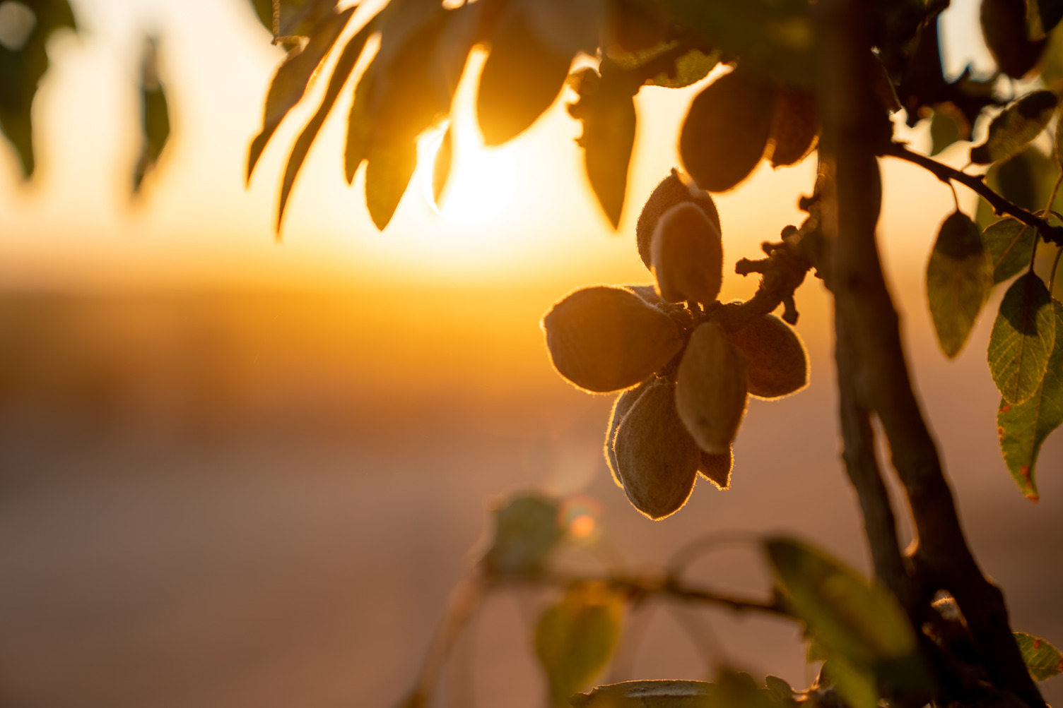 USDA预测小杏树